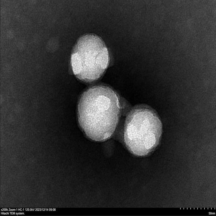 白蛋白纳米颗粒
