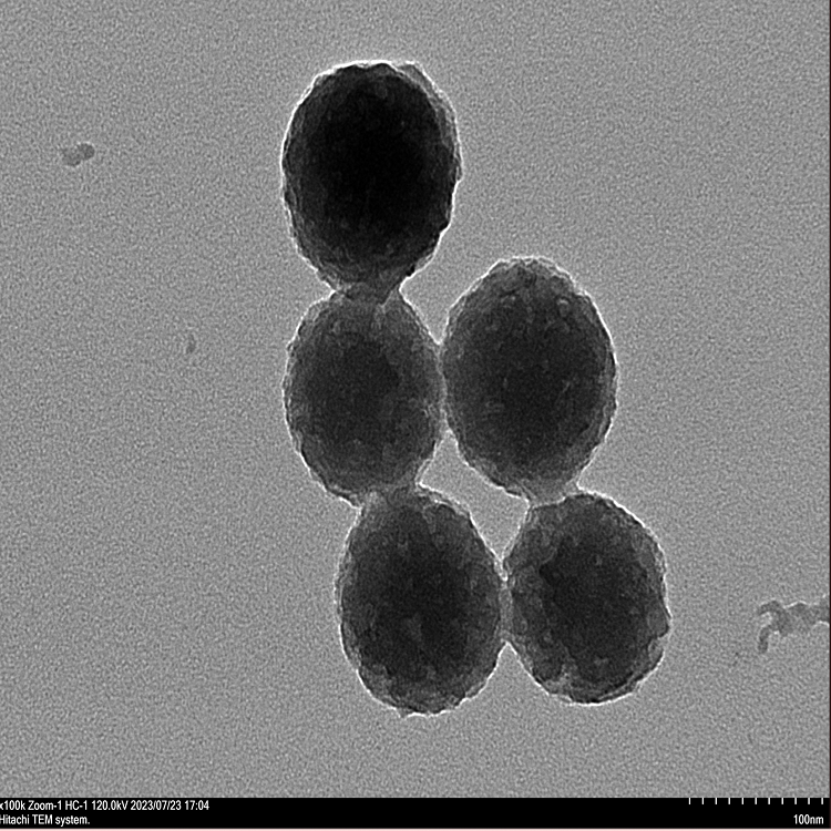 介孔聚多巴胺纳米颗粒