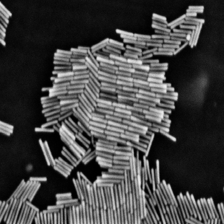 水溶性金纳米棒